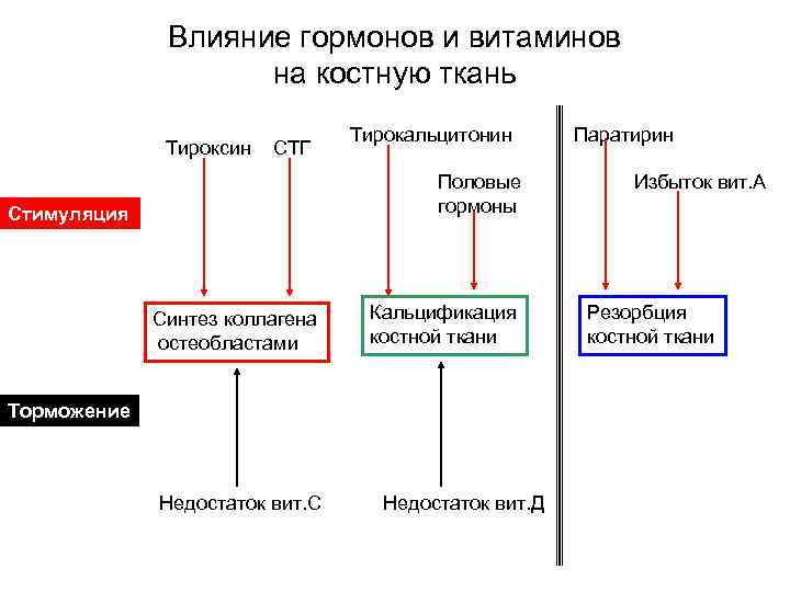 Регуляция костной ткани. Схема метаболизма костной ткани биохимия. Влияние половых гормонов на костную систему. Влияние половых гормонов на костную ткань. Влияние гормонов на метаболизм соединительной ткани.