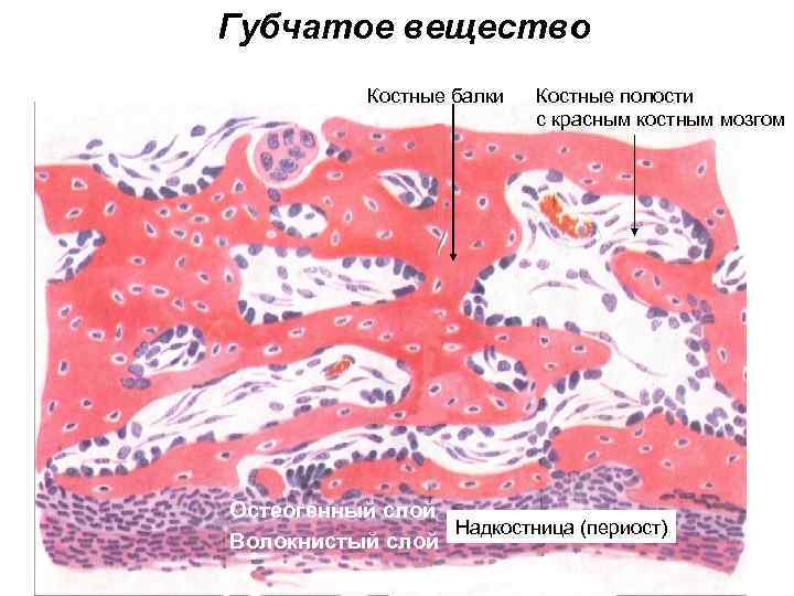 Костная ткань фото егэ