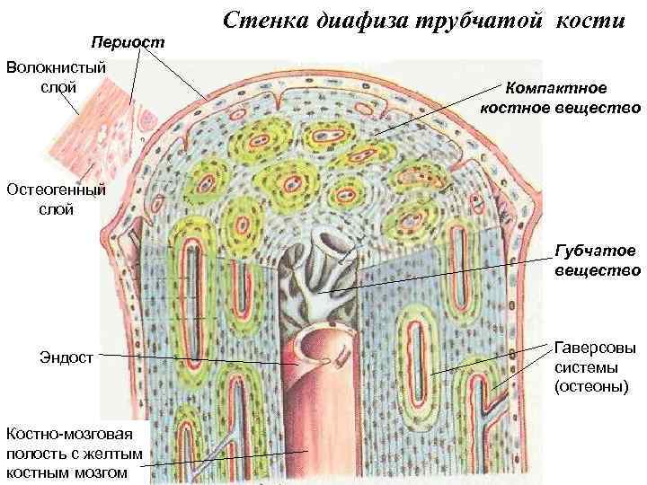 Слой стенки трубчатой кости обеспечивающий ее рост в толщину