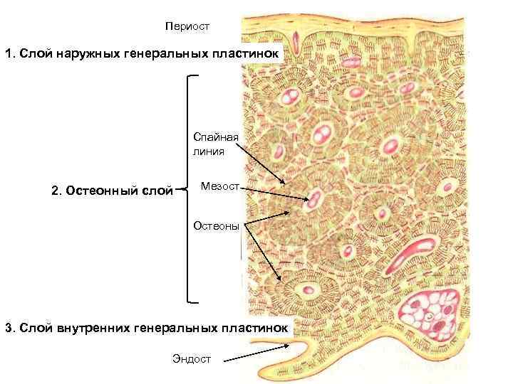 Периост это