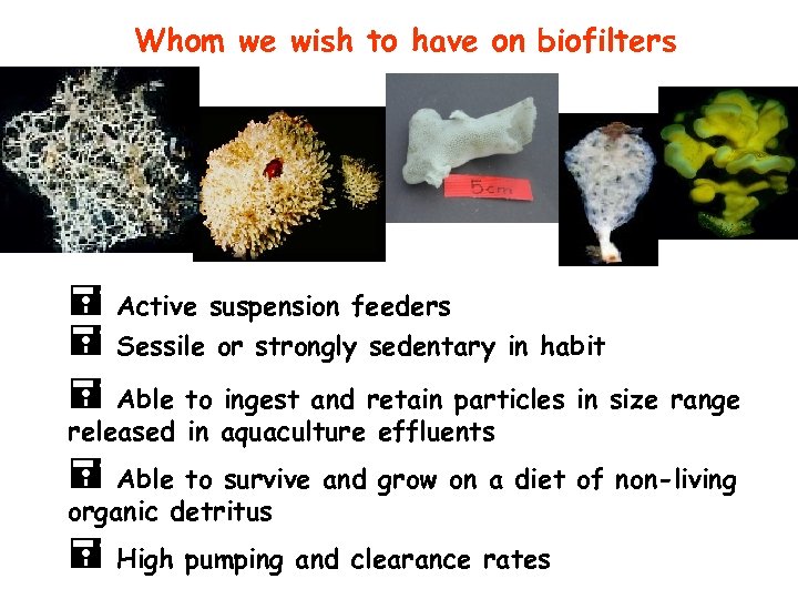 Whom we wish to have on biofilters = Active suspension feeders = Sessile or
