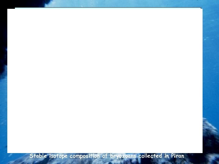 Stable isotope composition of bryozoans collected in Piran 