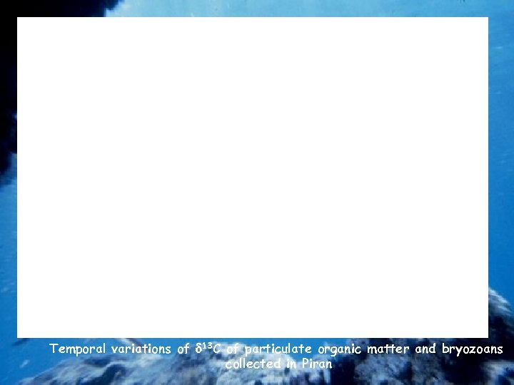 Temporal variations of 13 C of particulate organic matter and bryozoans collected in Piran