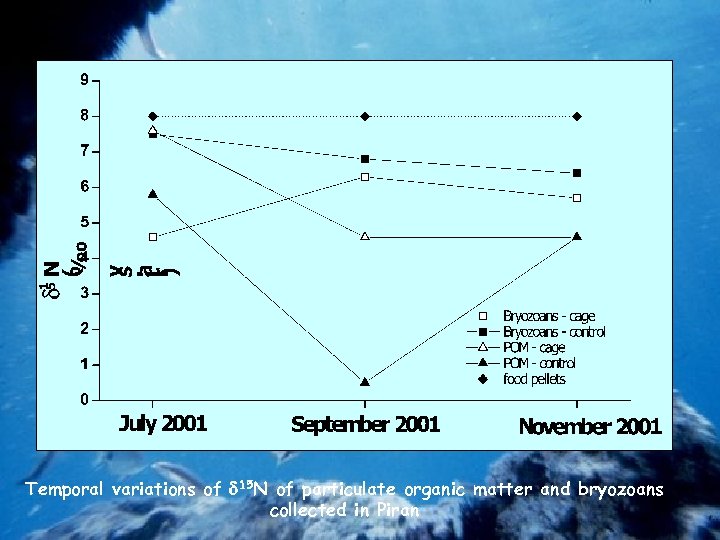 Temporal variations of 15 N of particulate organic matter and bryozoans collected in Piran
