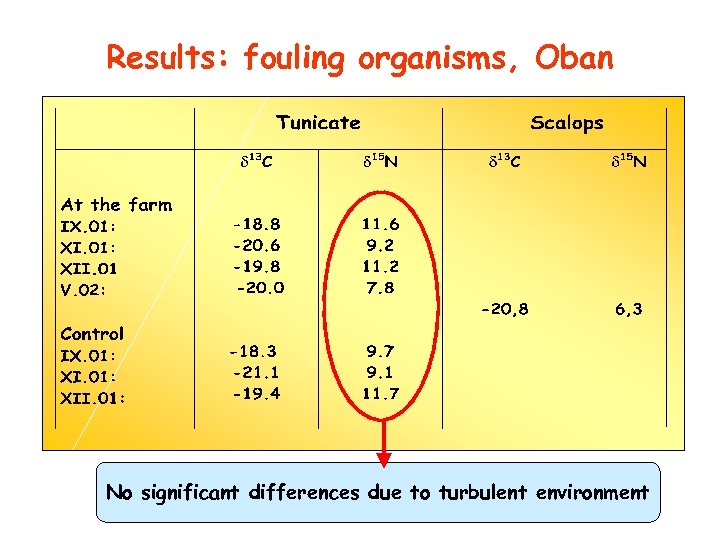 Results: fouling organisms, Oban No significant differences due to turbulent environment 