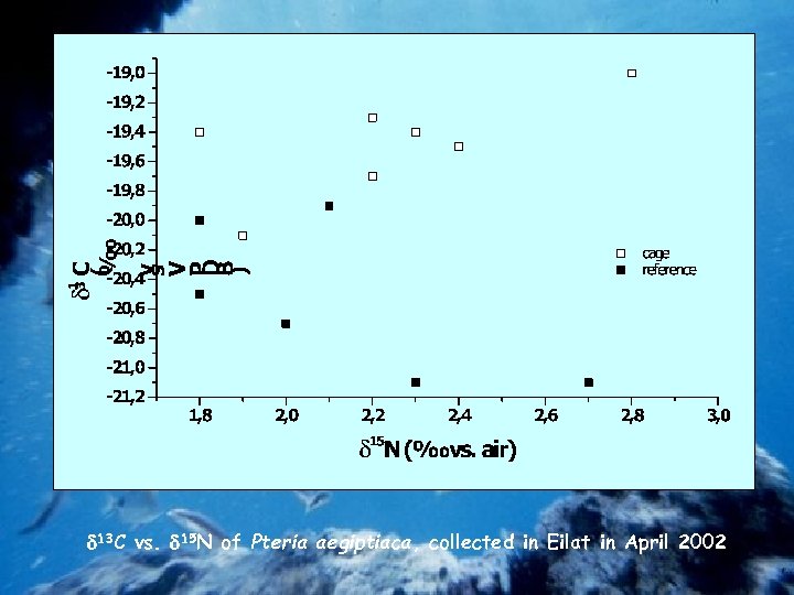  13 C vs. 15 N of Pteria aegiptiaca, collected in Eilat in April