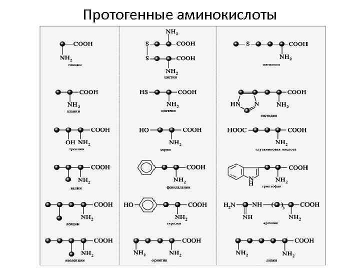 Протогенные аминокислоты 