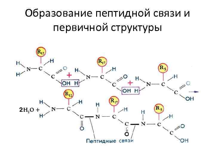 Пептидная связь является. Пептидная связь первичная структура. Первичная структура пептида и белка. Пептидная связь химическая природа пептидной связи. Пептидная связь белка.
