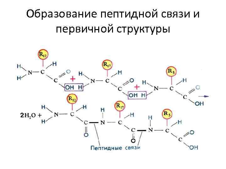 Образование пептидной связи. Аминокислоты первичная структура пептидная связь. Пептидная связь первичная структура. Первичная структура пептида и белка. Образование пептидной связи (первичной структуры аминокислот)..