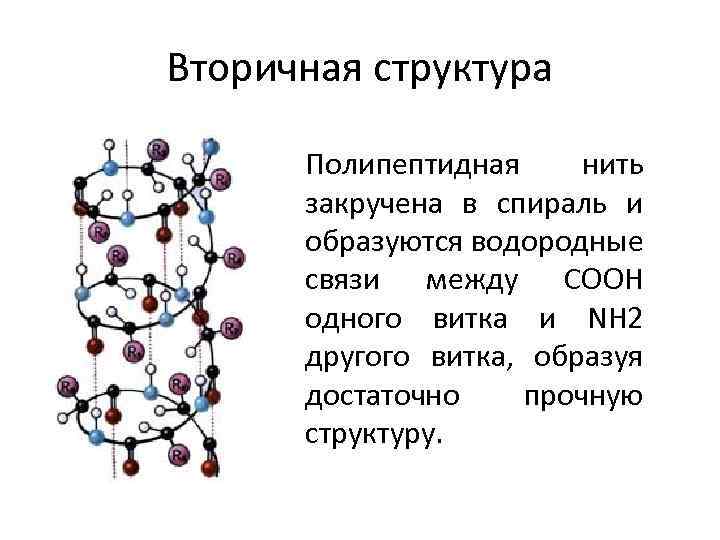 Вторичная структура Полипептидная нить закручена в спираль и образуются водородные связи между СООН одного