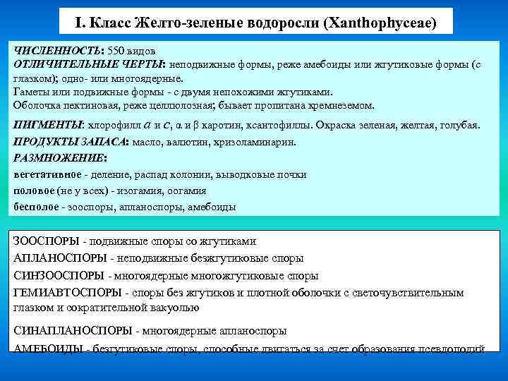 I. Класс Желто-зеленые водоросли (Xanthophyceae) ЧИСЛЕННОСТЬ: 550 видов ОТЛИЧИТЕЛЬНЫЕ ЧЕРТЫ: неподвижные формы, реже амебоиды