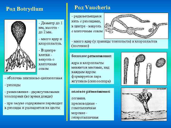 Род Botrydium - Диаметр до 1 мм, высота до 2 мм. - много ядер