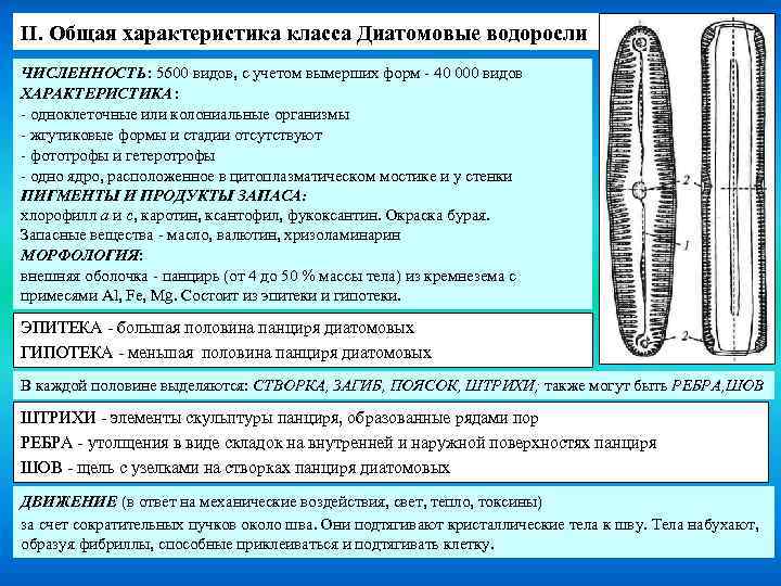 II. Общая характеристика класса Диатомовые водоросли ЧИСЛЕННОСТЬ: 5600 видов, с учетом вымерших форм -