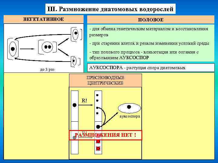 III. Размножение диатомовых водорослей ВЕГЕТАТИВНОЕ ПОЛОВОЕ - для обмена генетическим материалом и восстановления размеров