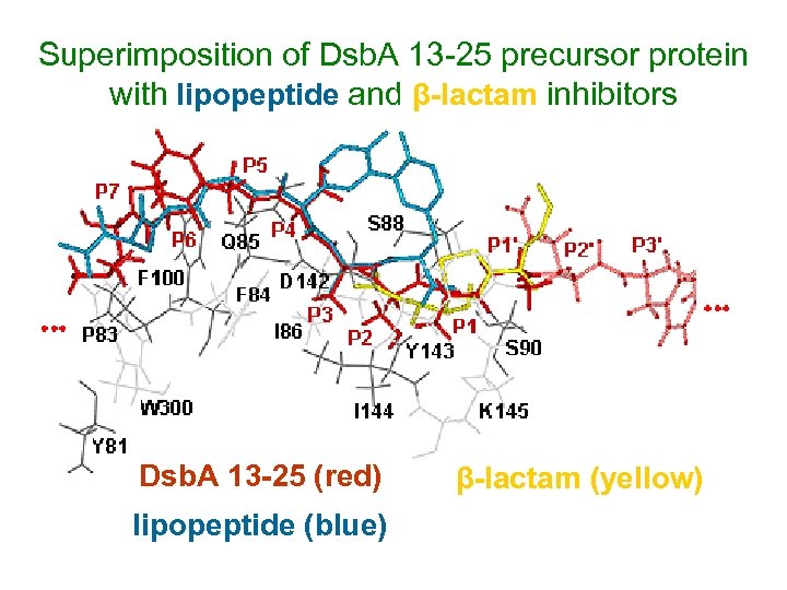 Superimposition of Dsb. A 13 -25 precursor protein with lipopeptide and β-lactam inhibitors Dsb.