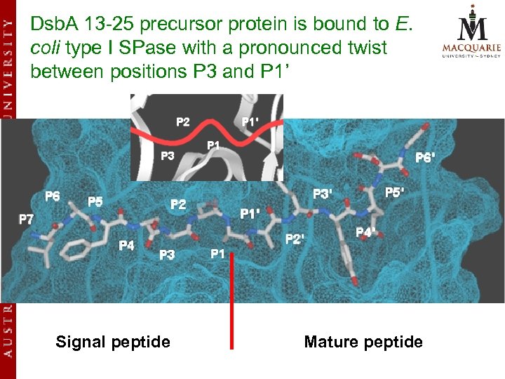 Dsb. A 13 -25 precursor protein is bound to E. coli type I SPase