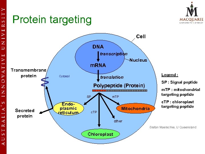 Protein targeting Cell DNA transcription Transmembrane protein Nucleus m. RNA Cytosol Legend : translation