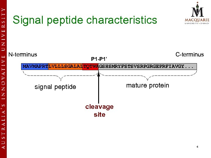 Signal peptide characteristics N-terminus C-terminus P 1 -P 1’ MAVMAPRTLVLLLSGALALTQTWAGSHSMRYFSTSVSRPGRGEPRFIAVGY. . . mature protein