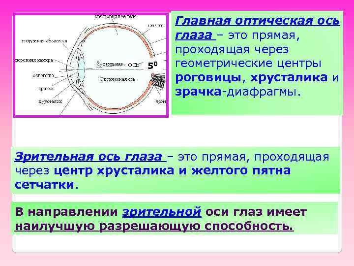 ось 50 Главная оптическая ось глаза – это прямая, проходящая через геометрические центры роговицы,