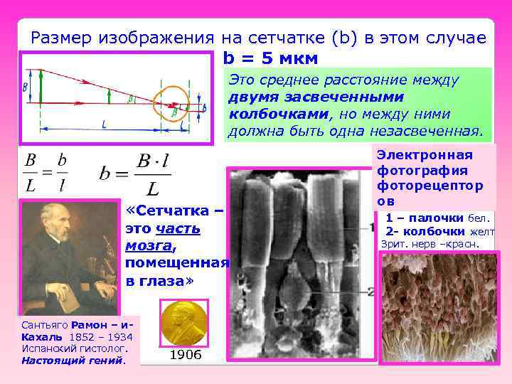 Размер изображения на сетчатке (b) в этом случае b = 5 мкм Это среднее