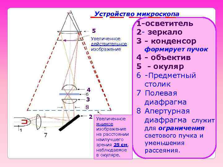 Устройство микроскопа 5 Увеличенное действительное изображение 4 6 3 8 2 7 Увеличенное мнимое