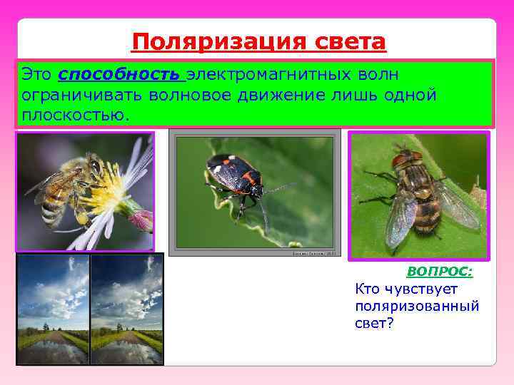 Поляризация света Это способность электромагнитных волн ограничивать волновое движение лишь одной плоскостью. ВОПРОС: Кто