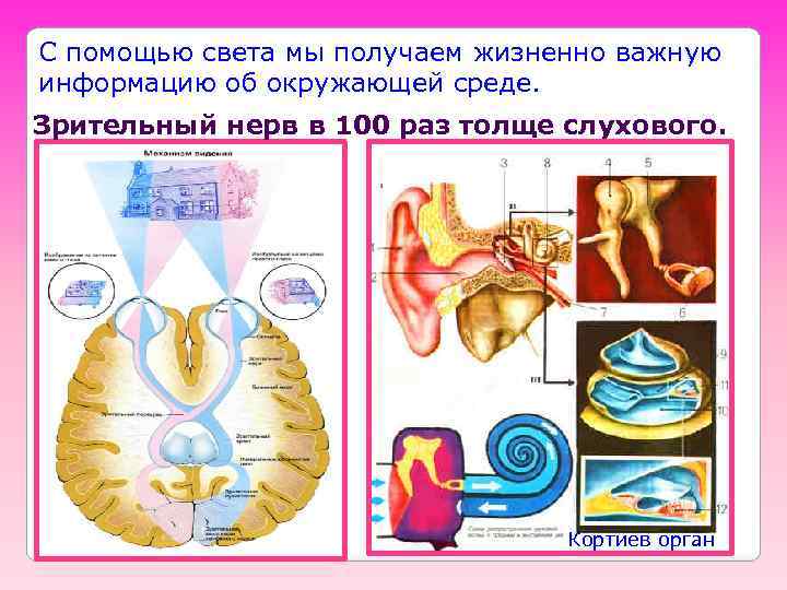 С помощью света мы получаем жизненно важную информацию об окружающей среде. Зрительный нерв в