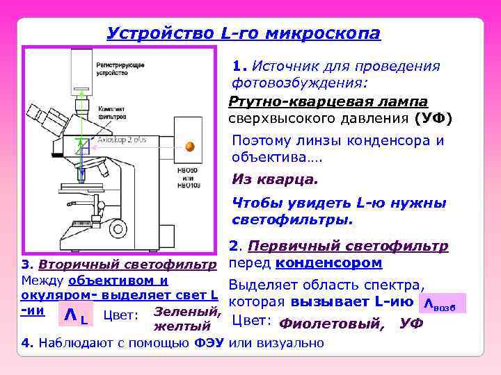 Устройство L-го микроскопа 1. Источник для проведения фотовозбуждения: Ртутно-кварцевая лампа сверхвысокого давления (УФ) Поэтому