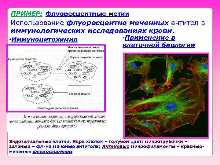 ПРИМЕР: Флуоресцентные метки Использование флуоресцентно меченных антител в иммунологических исследованиях крови. • Иммуноцитохимия •