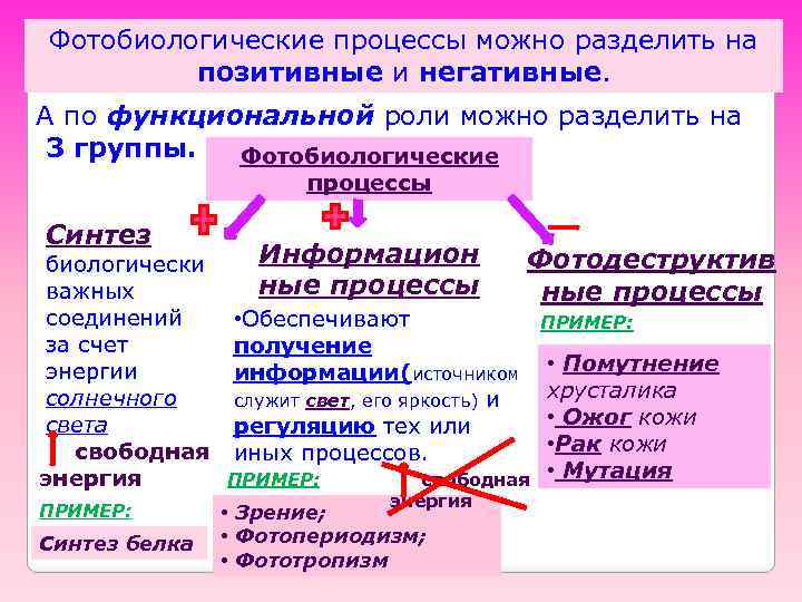 Фотобиологические процессы можно разделить на позитивные и негативные. А по функциональной роли можно разделить