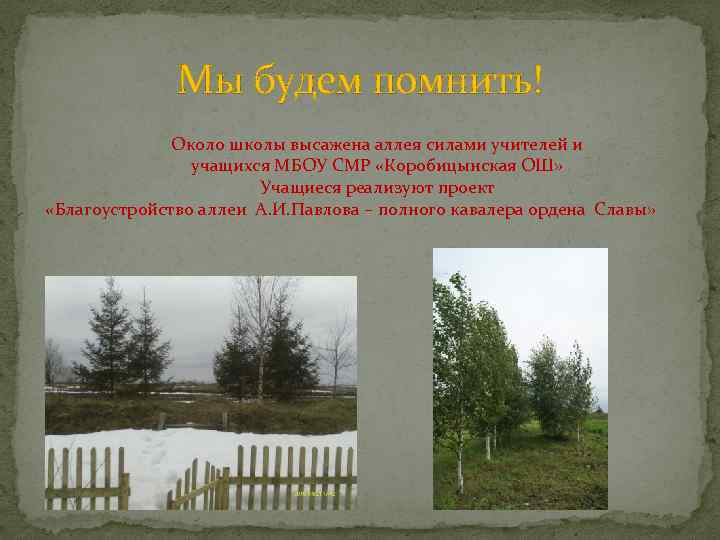 Мы будем помнить! Около школы высажена аллея силами учителей и учащихся МБОУ СМР «Коробицынская