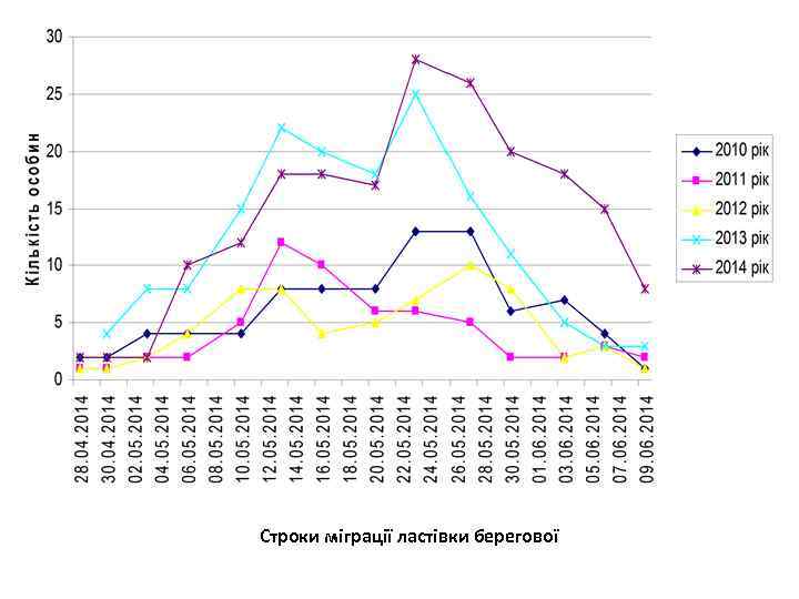 Строки міграції ластівки берегової 