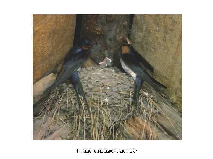 Гніздо сільської ластівки 