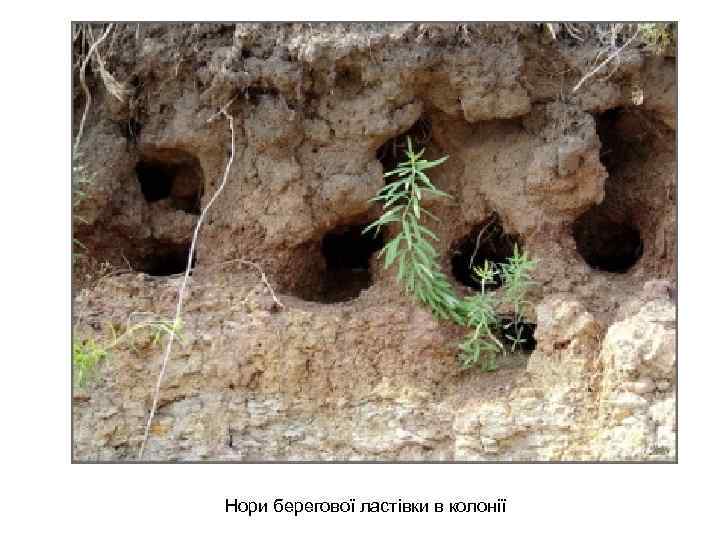 Нори берегової ластівки в колонії 