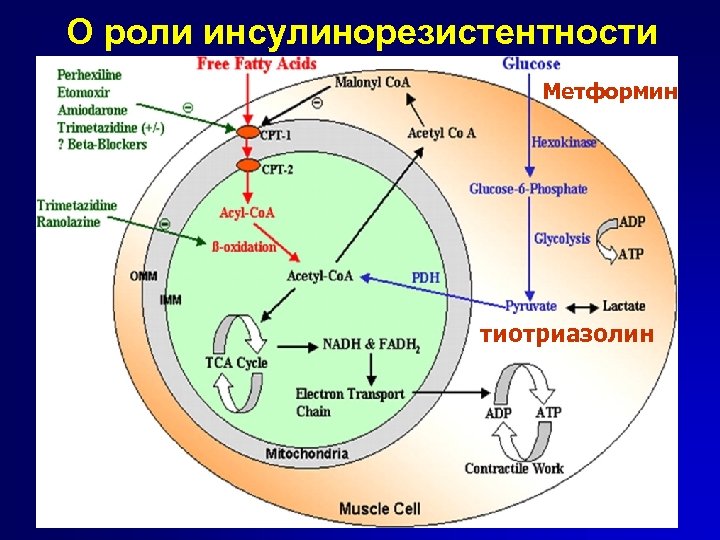 О роли инсулинорезистентности Метформин тиотриазолин 