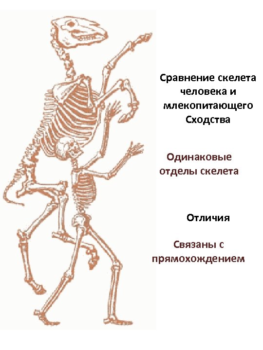 Отличие человека от животного скелет. Сравнение скелета человека и млекопитающего. Скелет человека и животного сравнение. Скелет млекопитающих. Сходство скелета человека и млекопитающих.