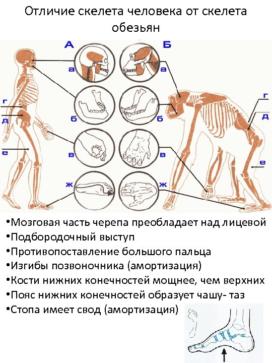 Отличие скелета человека от скелета обезьян • Мозговая часть черепа преобладает над лицевой •