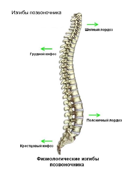 Изгибы позвоночника 
