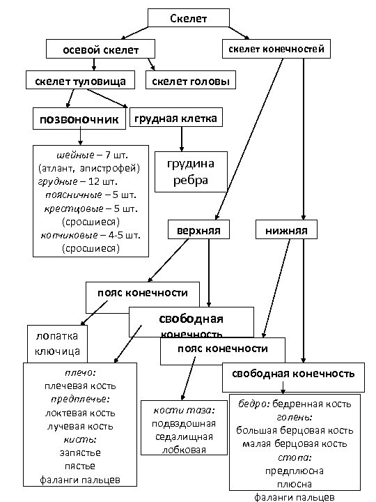 Скелет осевой скелет туловища позвоночник скелет конечностей скелет головы грудная клетка шейные – 7
