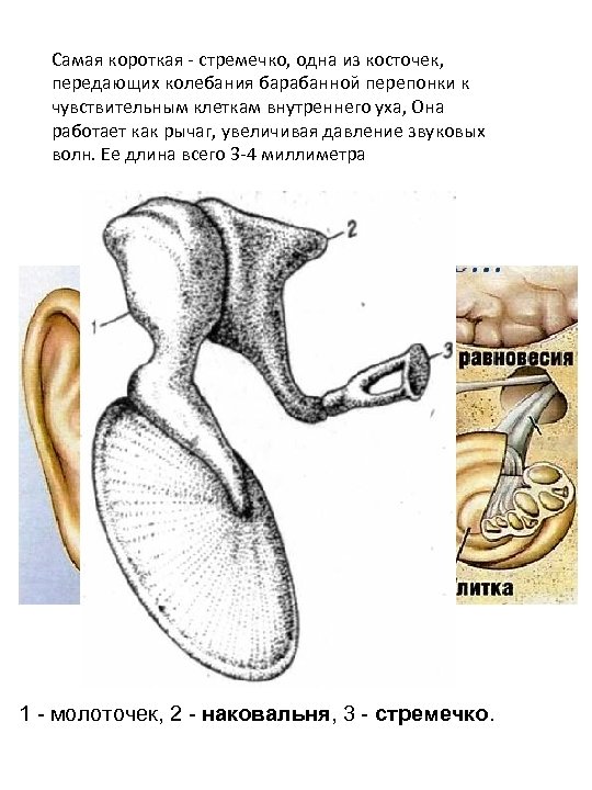 Самая короткая - стремечко, одна из косточек, передающих колебания барабанной перепонки к чувствительным клеткам