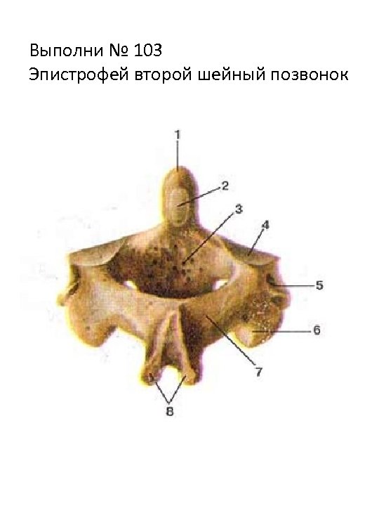 Выполни № 103 Эпистрофей второй шейный позвонок 