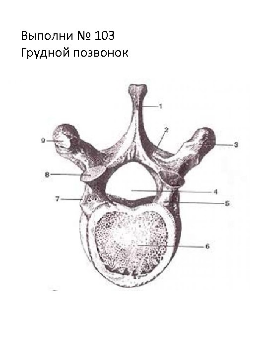 Выполни № 103 Грудной позвонок 