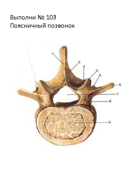 Выполни № 103 Поясничный позвонок 