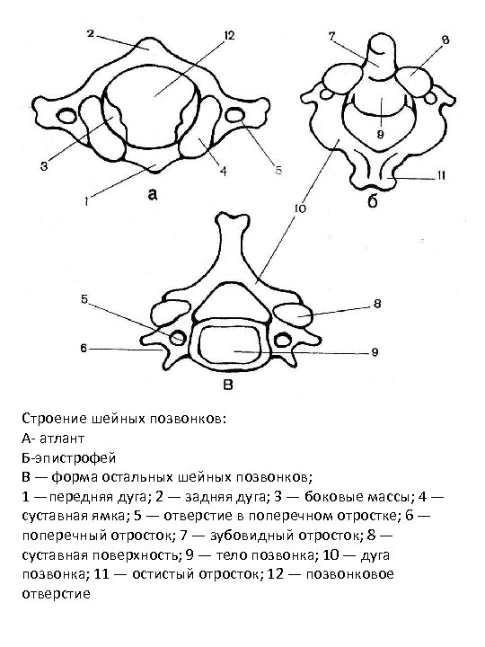 Строение шейных позвонков: А- атлант Б-эпистрофей В — форма остальных шейных позвонков; 1 —передняя