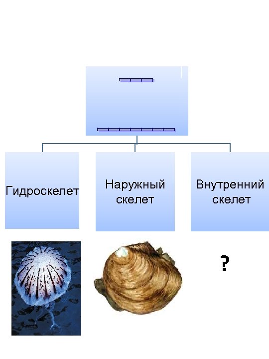 Гидроскелет Наружный скелет Внутренний скелет ? 