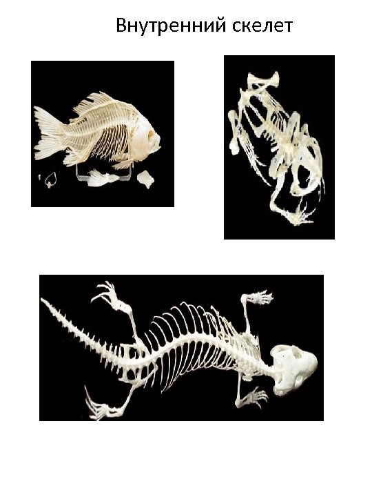 Особенности внутреннего скелета. Наружный и внутренний скелет биология 7 класс. Внутренний скелет. Внутренний скелет животных. Внутренний скелет характерен для.
