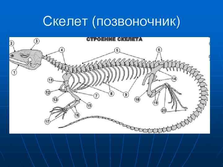 Приспособление позвоночного животного. Скелет позвоночных животных. Скелет позвоночника. Строение скелета позвоночных. Позвоночные животные строение.