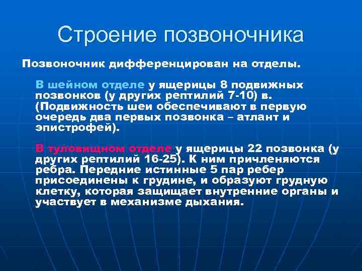 Строение позвоночника Позвоночник дифференцирован на отделы. В шейном отделе у ящерицы 8 подвижных позвонков