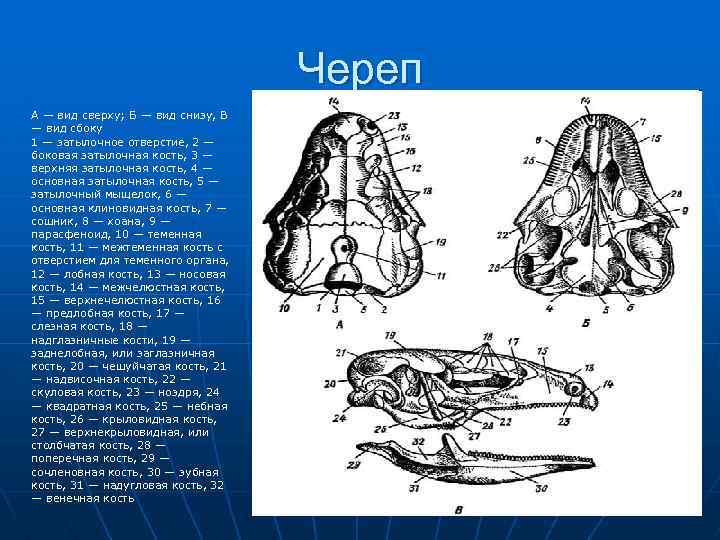 Череп А — вид сверху; Б — вид снизу, В — вид сбоку 1