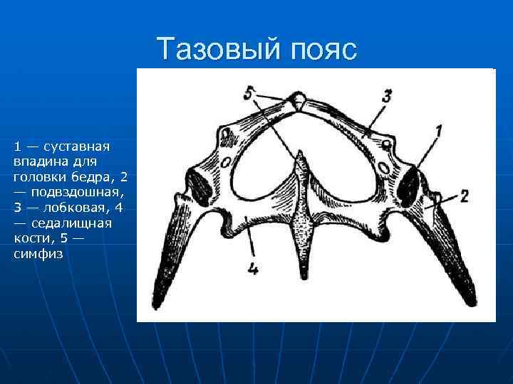 Тазовый пояс. Тазовый пояс птиц. Тазовый пояс пояс. Кости тазового пояса млекопитающих.